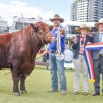 NSW genetics dominate the Red Poll ring at Ekka