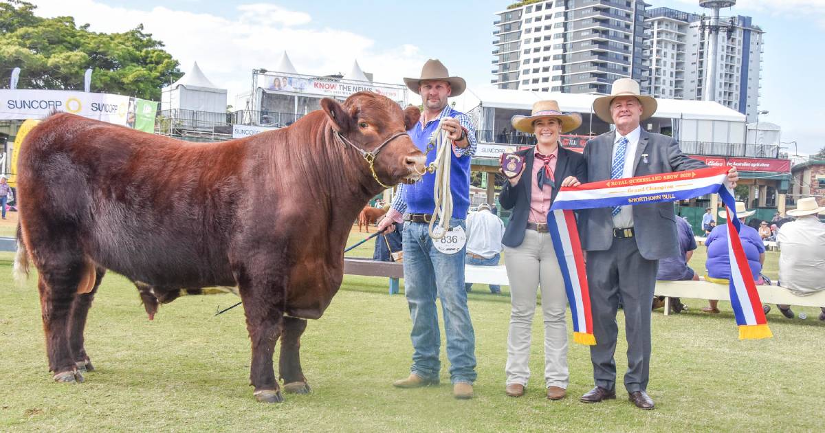 EKKA 2022: Trojon and Southern Cross studs claim champion titles in Shorthorns competition | Queensland Country Life