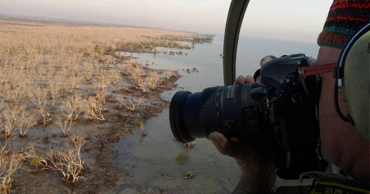 Mystery of Gulf mangrove dieback revealed | The North West Star