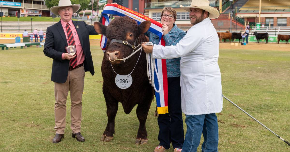 Ekka 2022: Vix Stock Breeding claims grand champion bull and female | Queensland Country Life