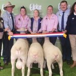 Lucrana Simmentals top at $30,000 and heading to CQ