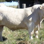 Young cattle dearer at Gympie