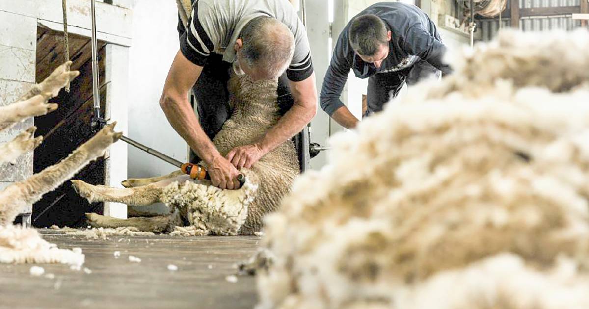 Prices improve at Western Wool Centre | Farm Weekly