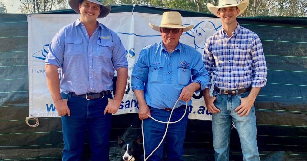 First Silverdale working dog sale attracts plenty of interest