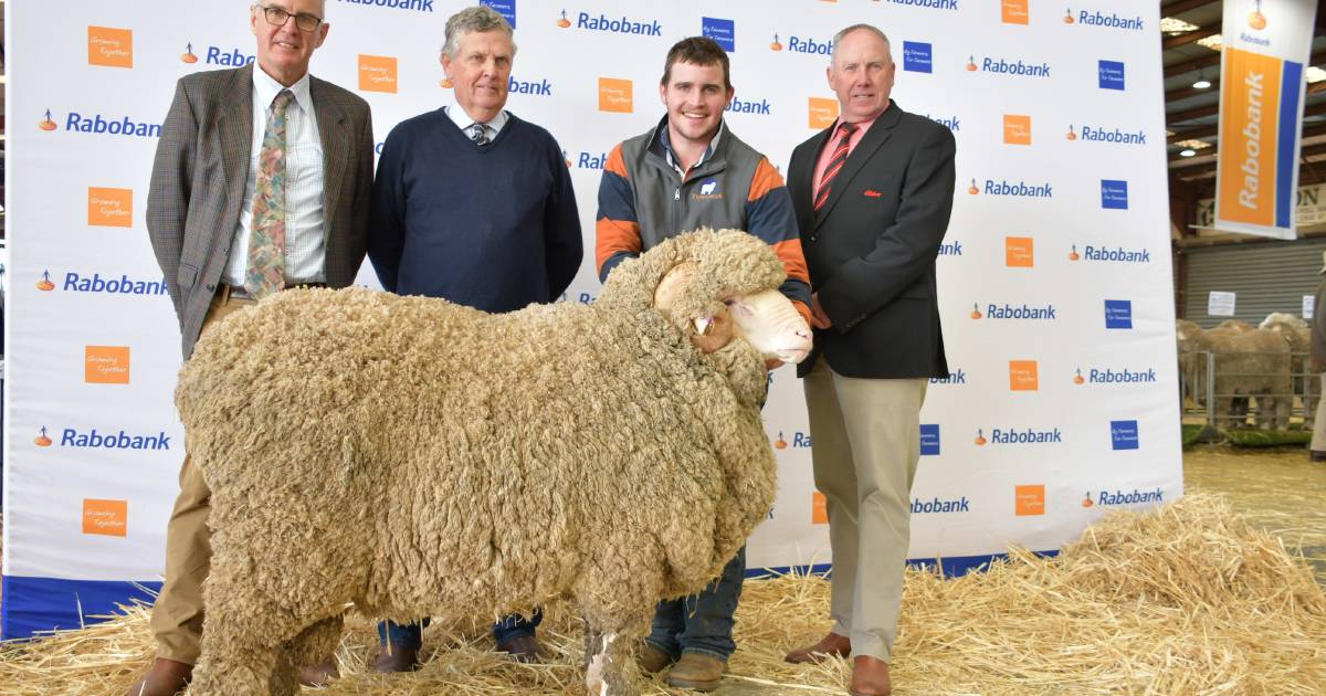 Towonga ram tops Dubbo Merino National Sale | Photos