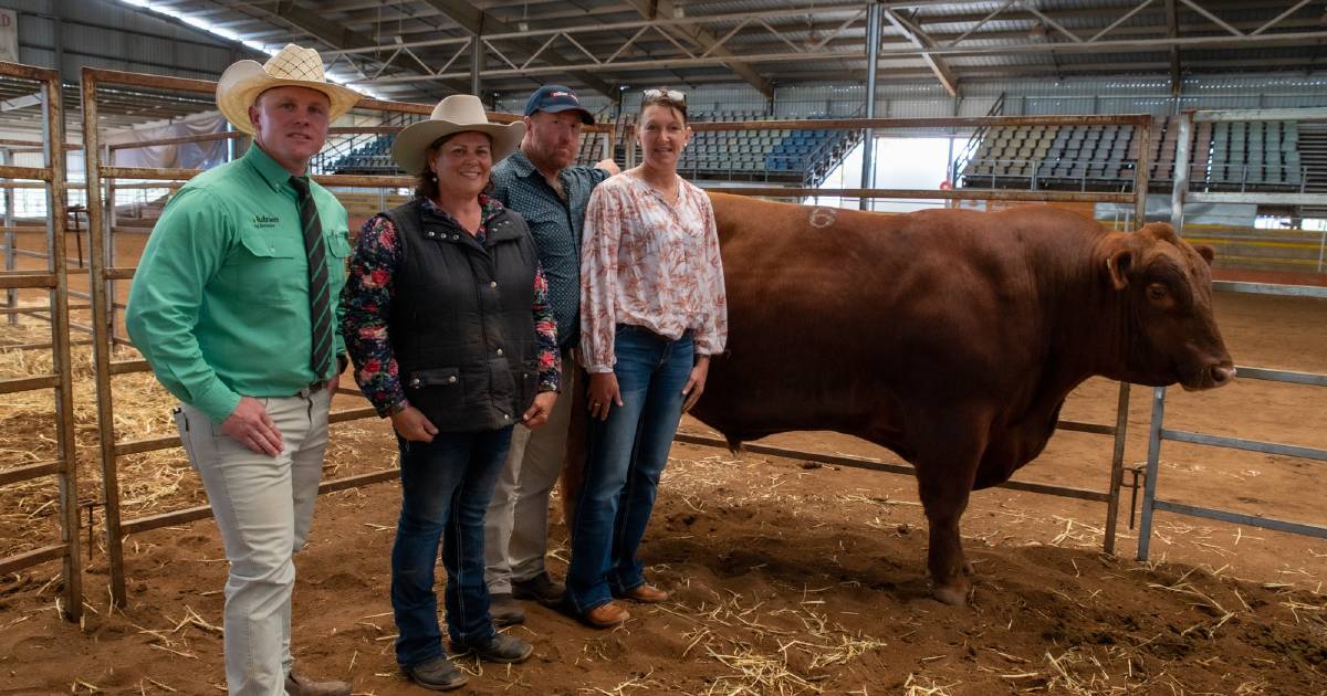 Sterling Red Angus genetics