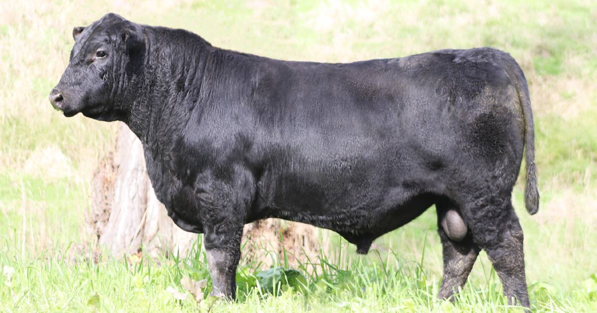 Texas Angus, Knowla, Merawah Herefords named among top priced bulls and averages of season | The Land