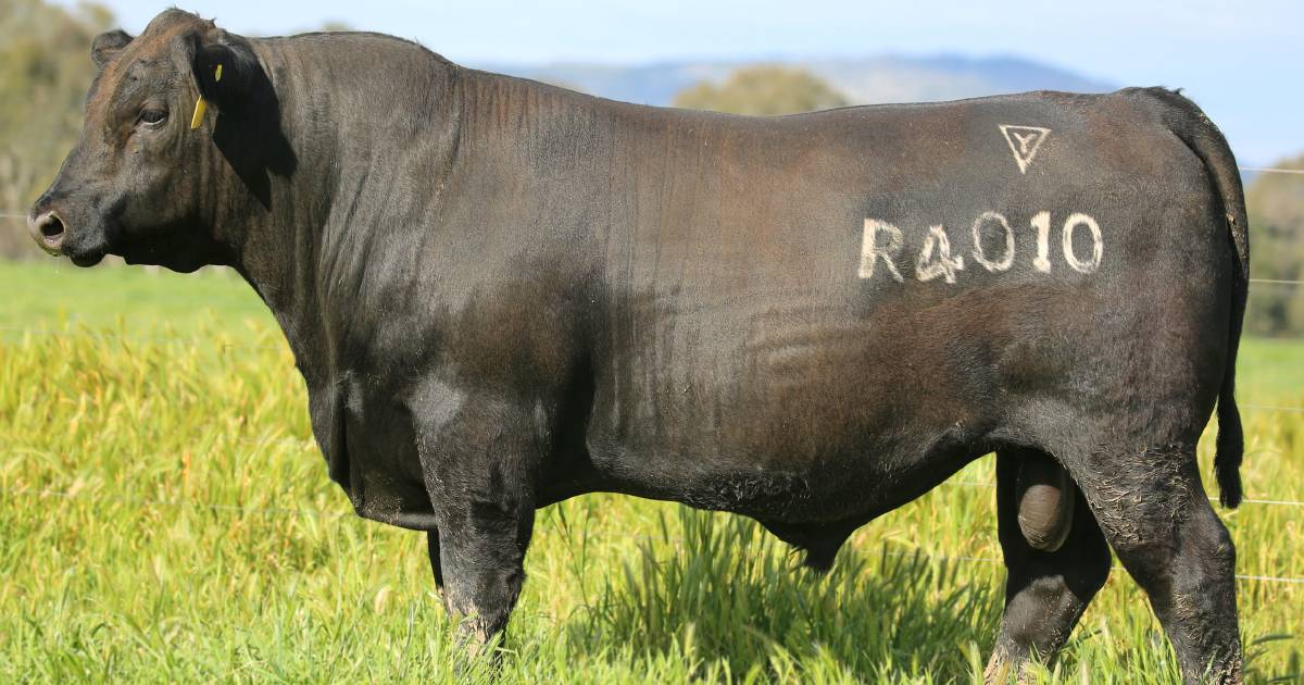 First calves by the $130k record-priced 'Rocky' hit the ground | Photos