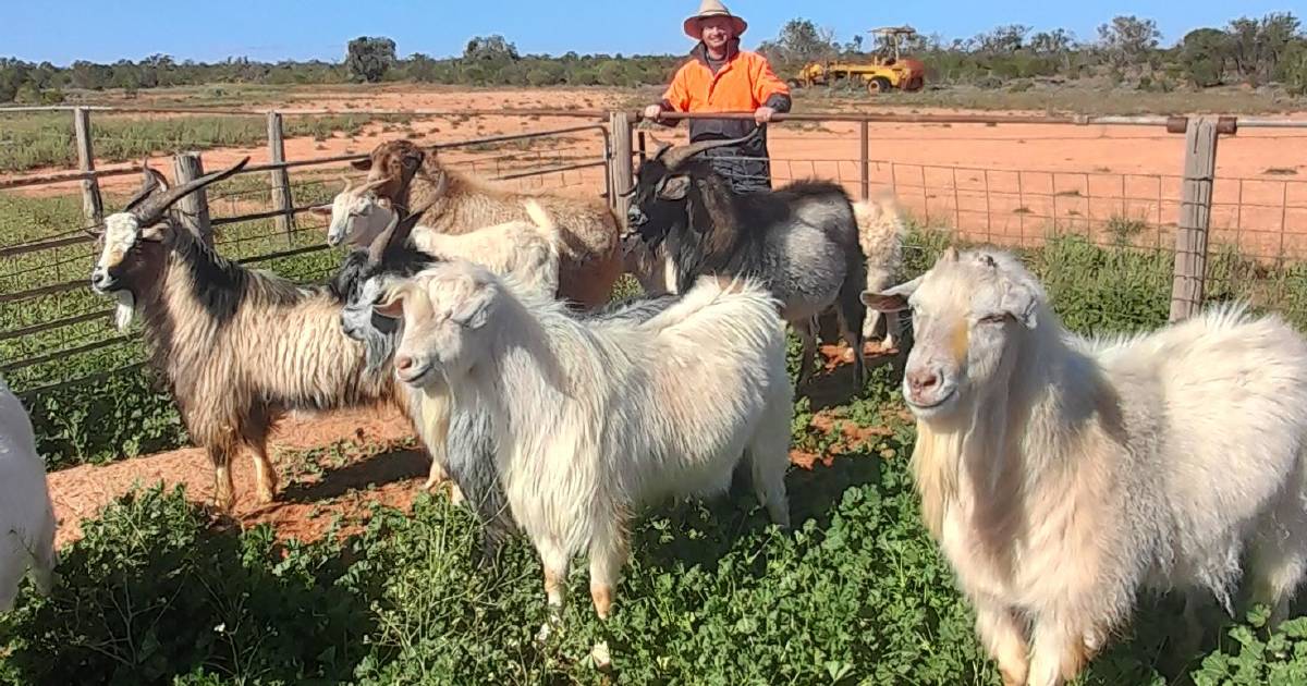 Rangeland goats should remain tag free under national mandatory electronic identification system | The Land