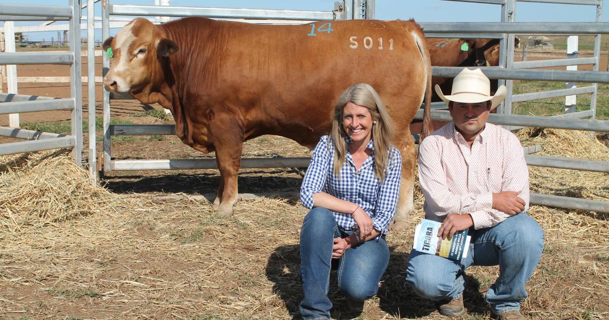 Savannah Simbrahs claim top price honours at Ticoba sale