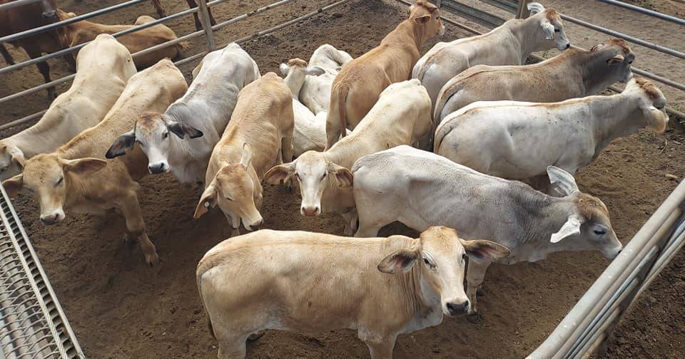 Weaner steers make 410c/$939 at Mareeba | North Queensland Register