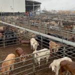 Maxwelton upgrade to help cattle trains in the North West