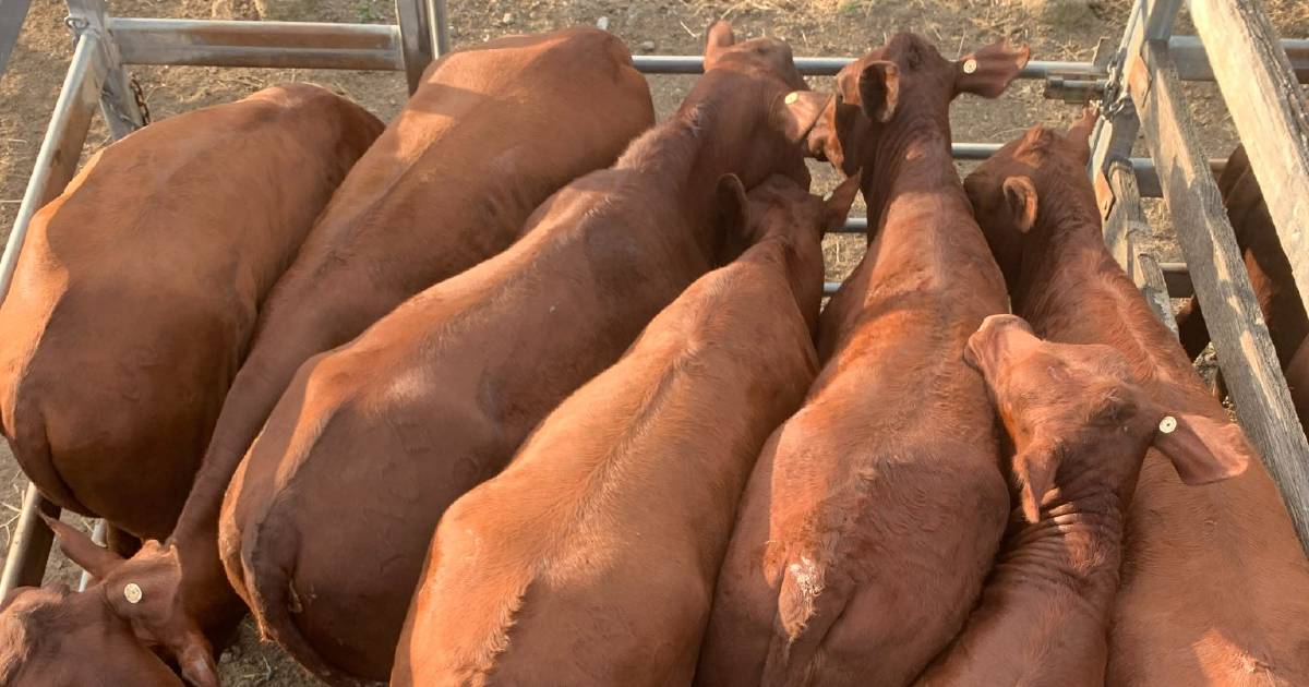 Toogoolawah steers sell to $2100 a head | Queensland Country Life