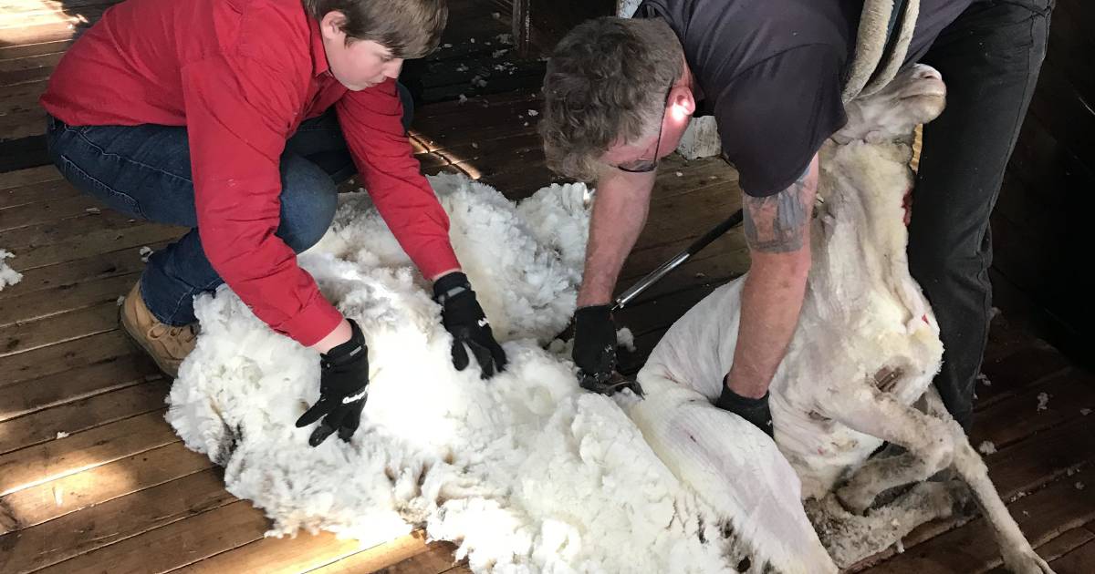 Calling all young guns to the shearing industry