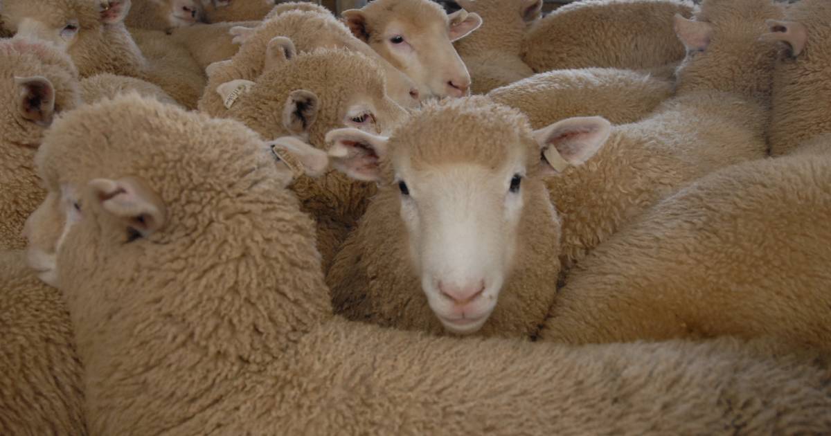 Lambs later and lighter | Market Murmurs