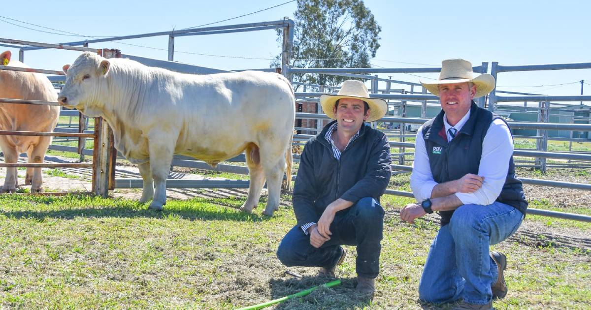 Bauhinia Park Charolais and Angus sale sets new stud record high