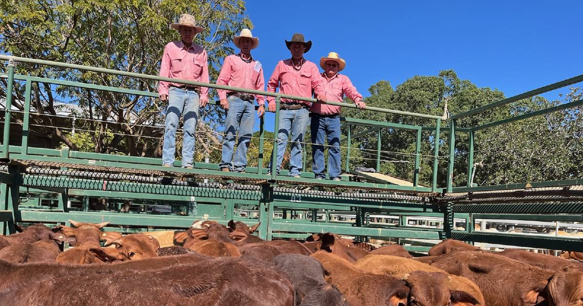 Firm prices generate restocker interest at Blackall