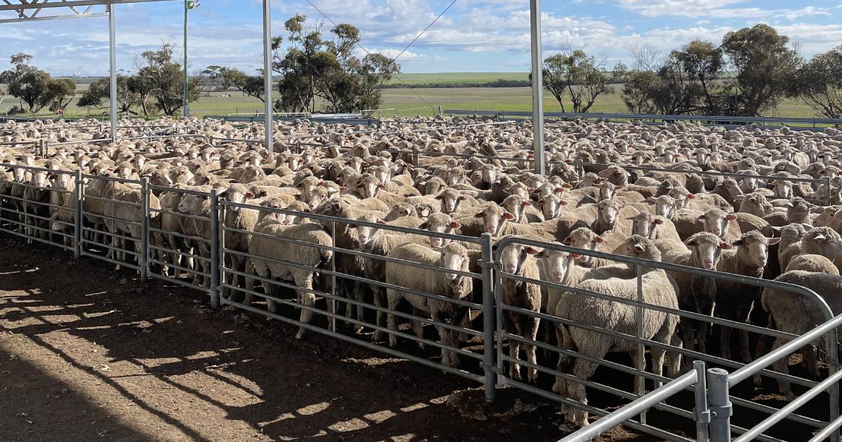 Sheep left on feed longer