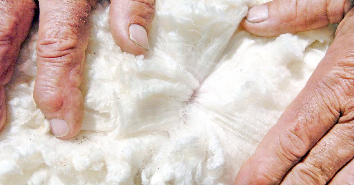 Wool testing numbers have increased