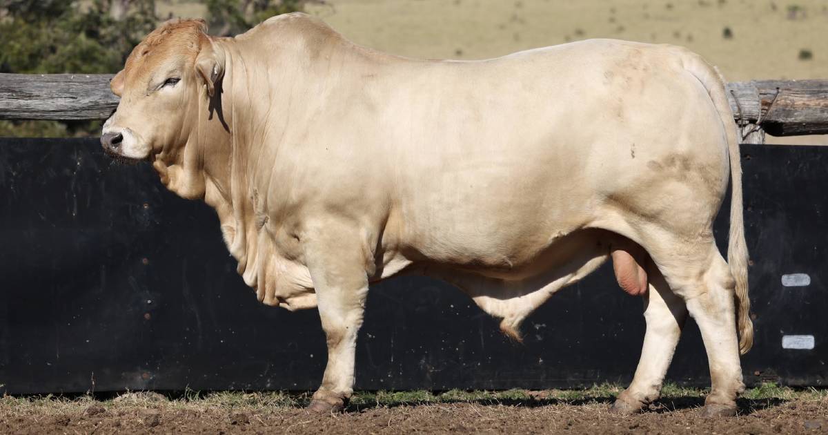 $20,000 Charbray tops Fitzroy Crossing Invitational Bos Indicus Bull Sale | Farm Weekly