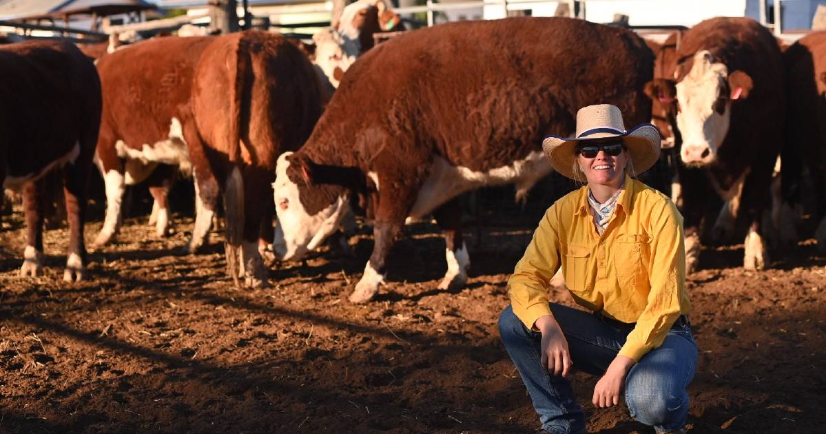 How these western Queensland cattle are putting on almost 2kg a day