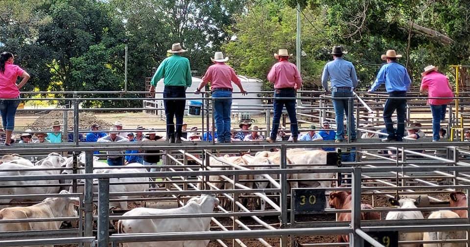 Weaner steers reach 492c, average 489c at Mareeba | North Queensland Register