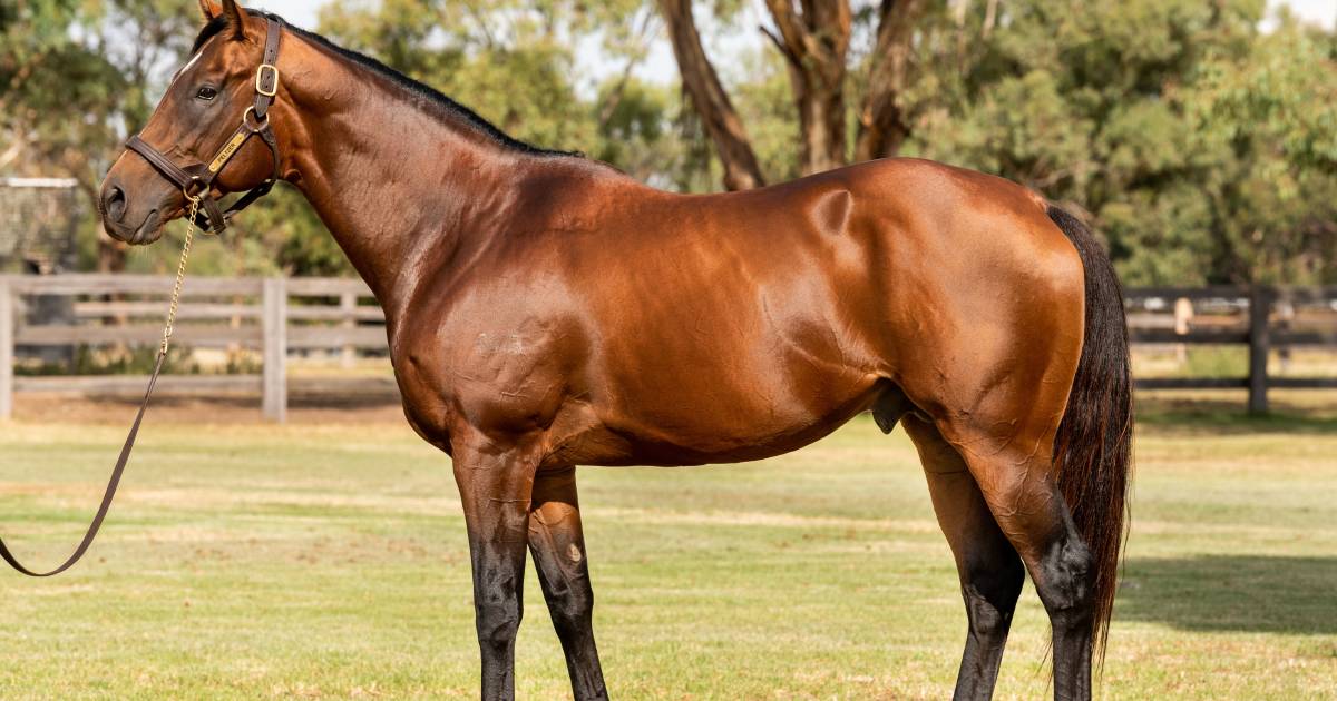 Smart Missile, Hallowed Crown, Denman, Odyssey Moon, and Peltzer standing at Twin Hills, Cootamundra | The Land