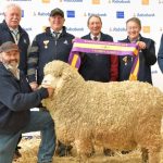 Towonga ram tops Dubbo Merino National Sale | Photos