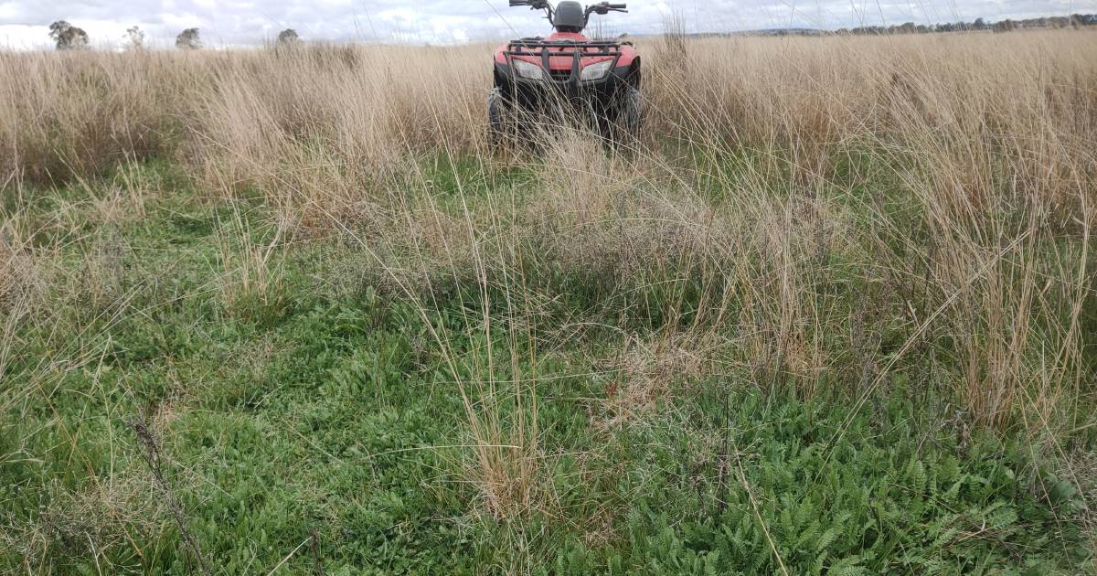 What's growing beneath that dry summer grass?