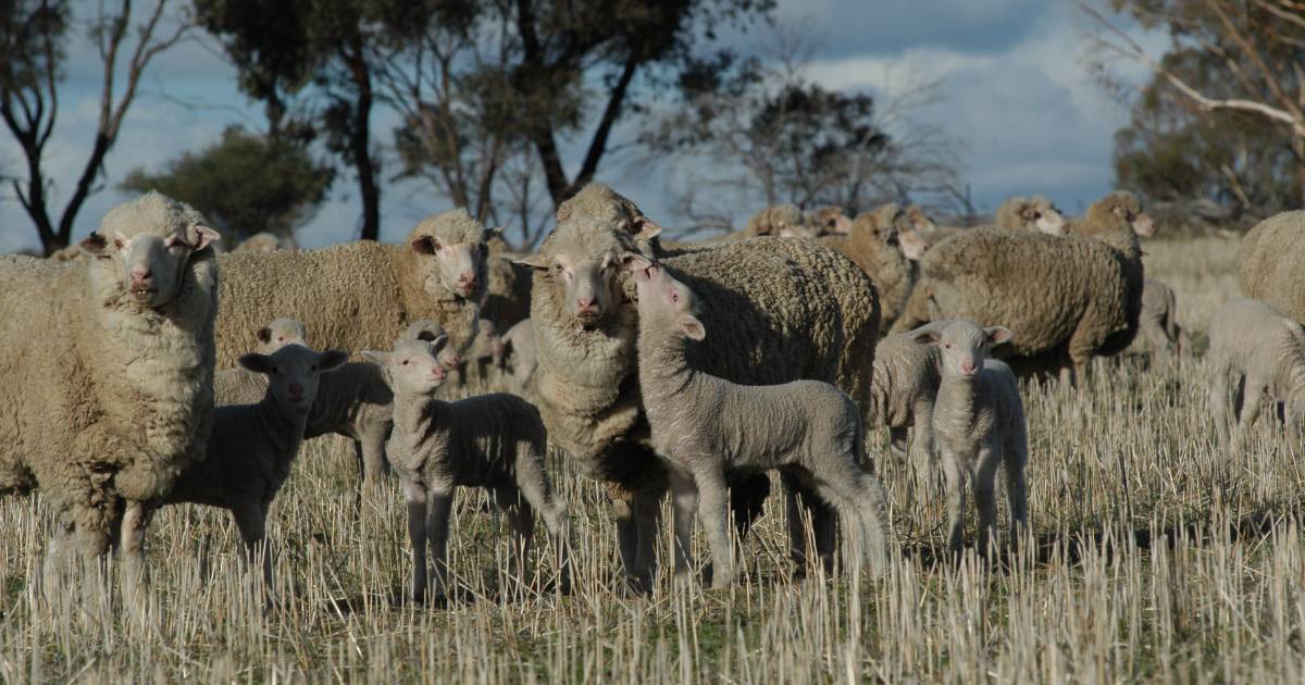 WA sheep producers are leading the way