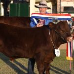 Two-year-old Petro tops Ekka Charbray ring