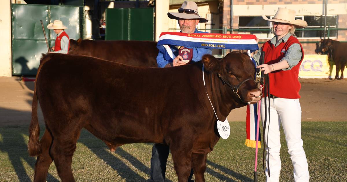 New South Wales genetics dominate the Red Poll ring at Ekka