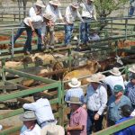 GALLERY | Only in the NT: Croc visits campers