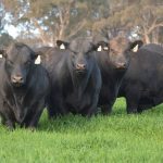 Feed cattle through drought or sell cows now?