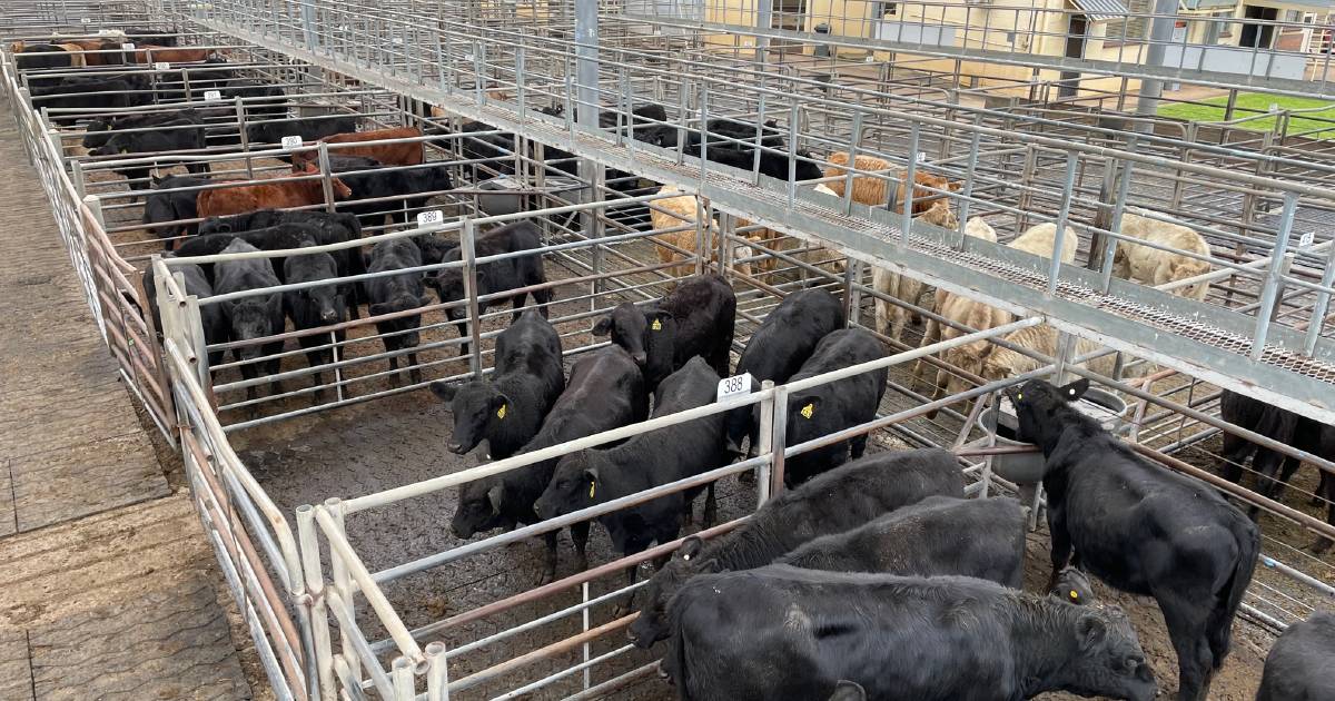 PTIC females a highlight at Dubbo store sale