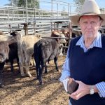 Meatsheep breeds on show