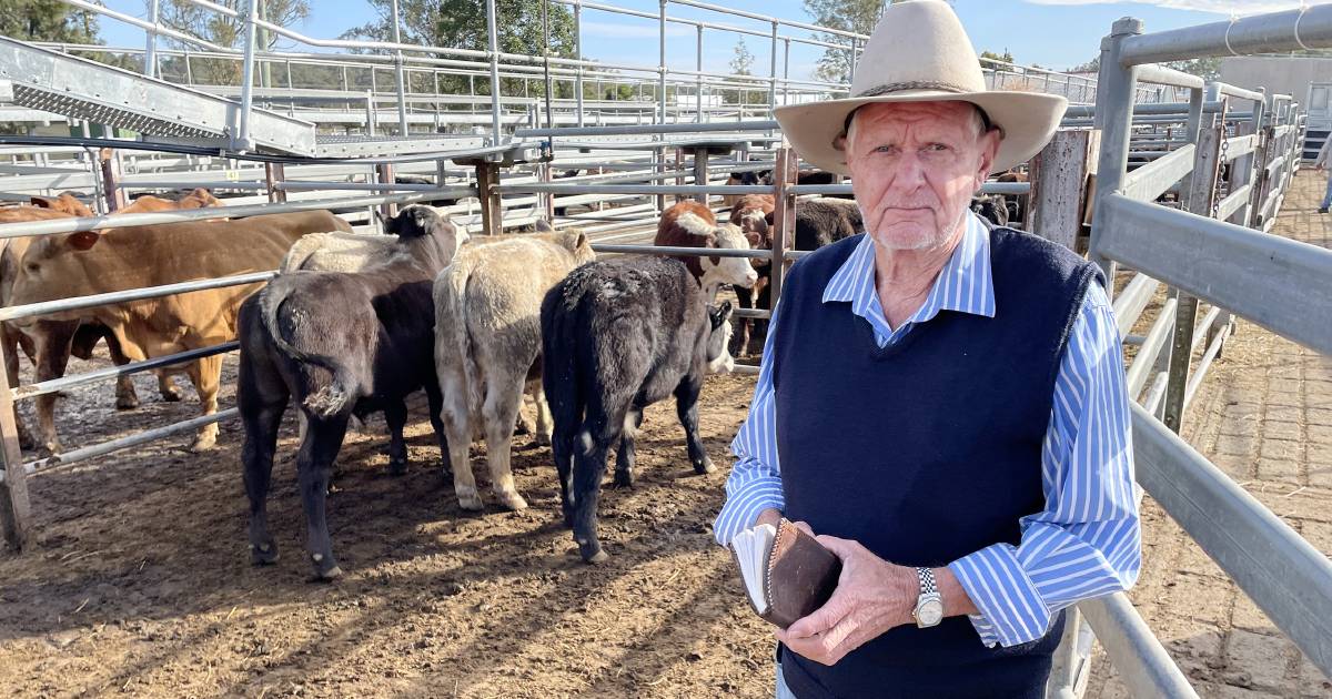 Confidence returns to Grafton store cattle sale