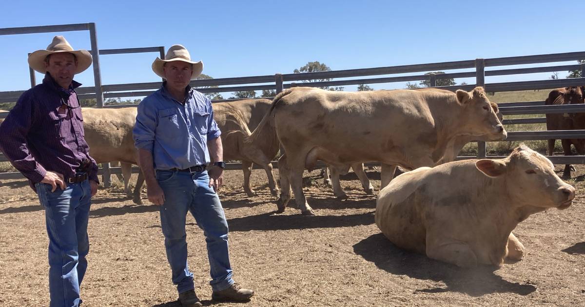 Producers go from drought to carcase competition joy