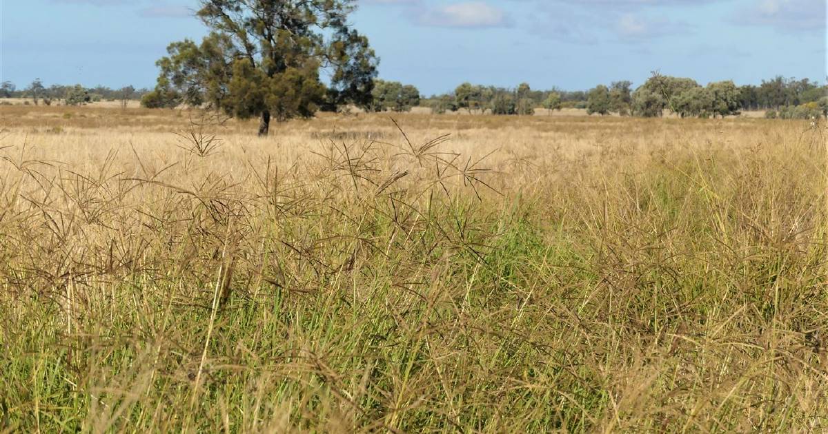 Western Downs country to fatten 400 to 450 steers | Pictures