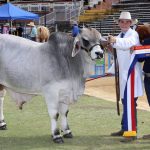 Droughtmaster ring draws a crowd