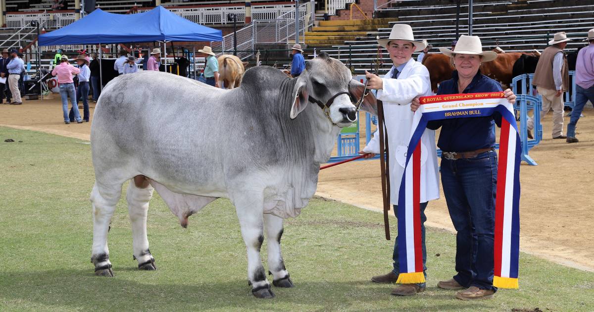 Ekka 2022: Younger Brahmans win the broad ribbons | Queensland Country Life