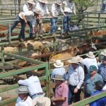 Simmental cross weaner steers reach 662c, average 604c at Roma | Queensland Country Life