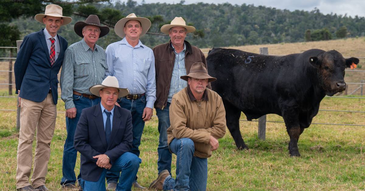 BJF Limousin Invitational Sale topped by 2022 Ekka grand champion OSullivans Radium | The Land