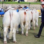 Mount Isa's Amy Kuhne to find out Ekka showgirl fate today