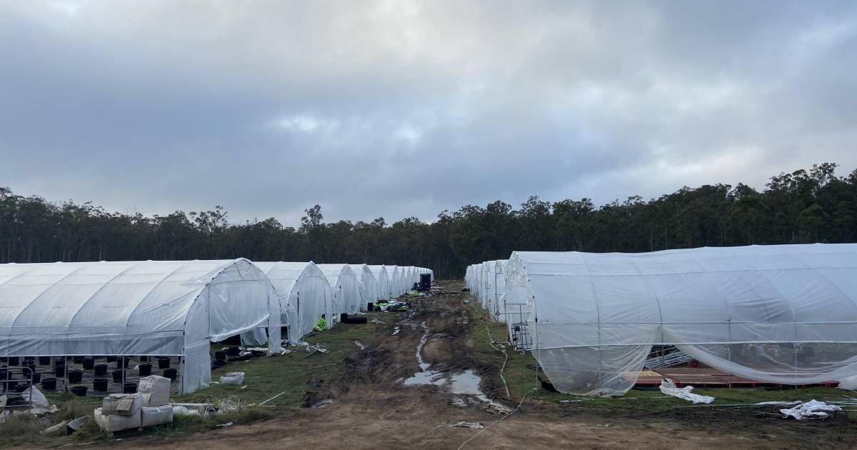 Police shut down major cannabis operation in South Burnett