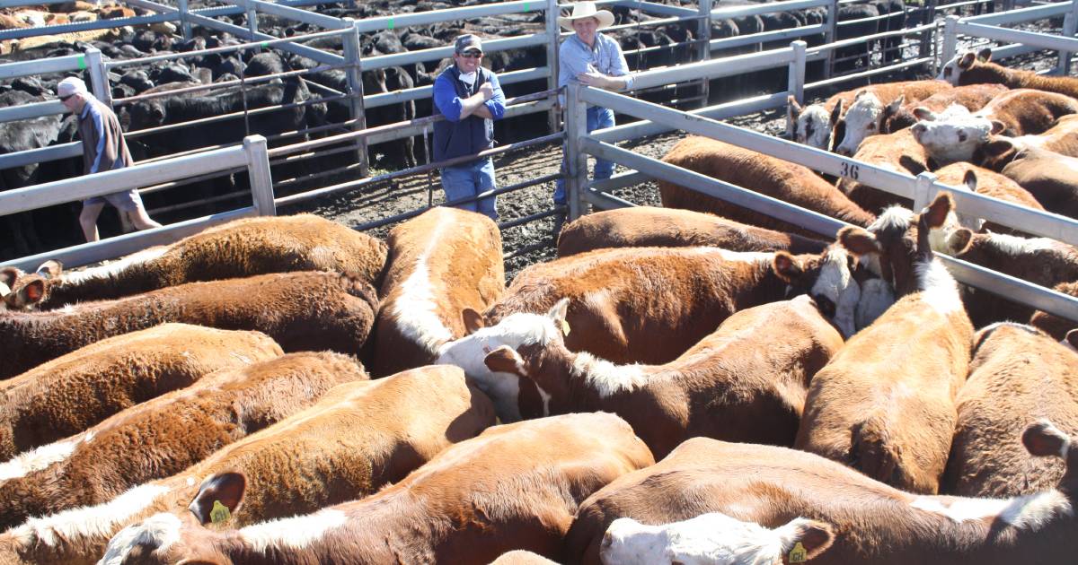 Numbers washed down but prices up at Dunedoo