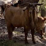 $20,000 Charbray tops Fitzroy Crossing Invitational Bos Indicus Bull Sale | Farm Weekly