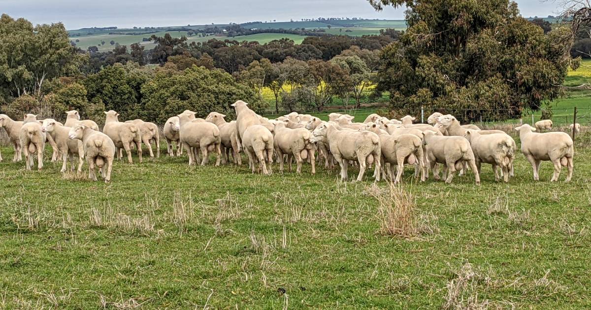 Foot abscess has become a big challenge for sheep producers this year | The Land