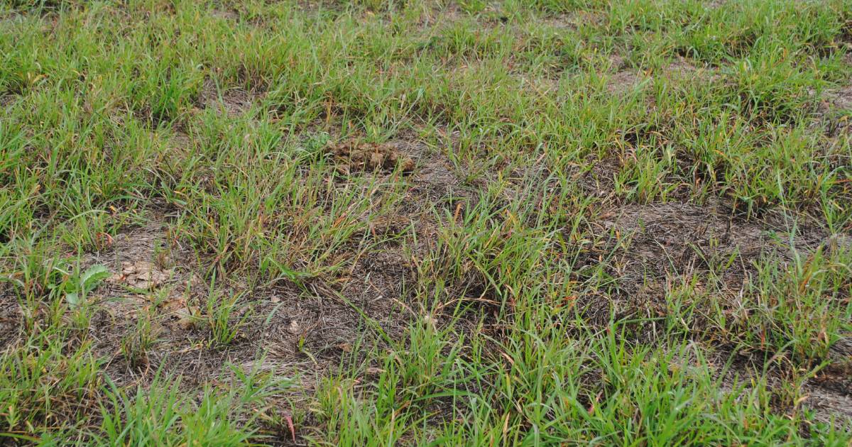 Pasture dieback research needs to move into restoration: NABRC | North Queensland Register