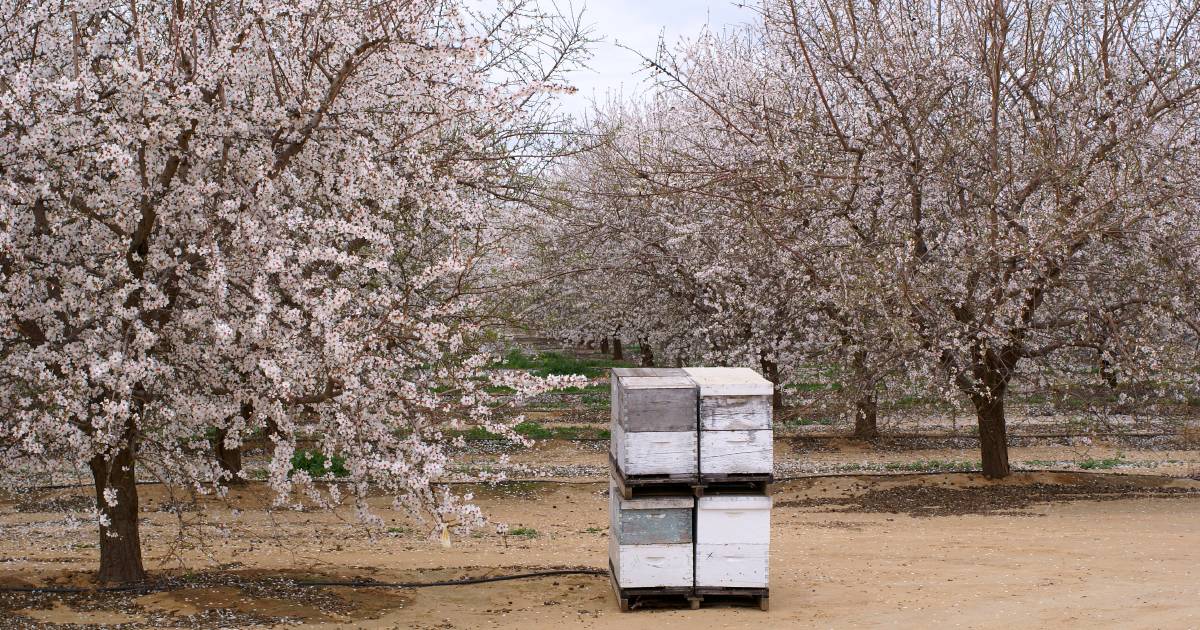 Almond pollination begins in Griffith